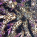tri_color_sps_top_down