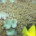zoa_3