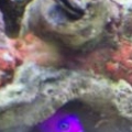 Pseudohromis at home