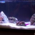 My tank,just getting started!