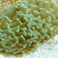 Hammer_coral1