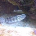 Sleeper_Goby_1_