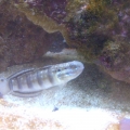 Sleeper_Goby_2_