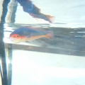 dscf00043