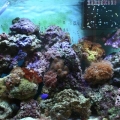 My Tank
