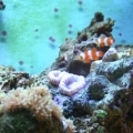 My Tank
