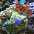 My Tank