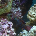 My Tank