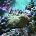 My Tank
