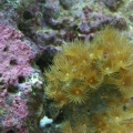 My Tank