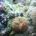 My Tank