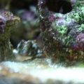 My Tank