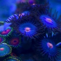 zoa
