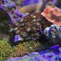 zoa
