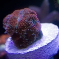 micro acan