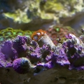 zoa