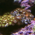 zoa
