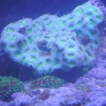 green_brain1