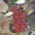 red_coral