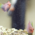 Pregnant Six Line Wrasse