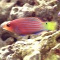 Pregnant Six Line Wrasse