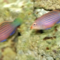 Pregnant Six Line Wrasse
