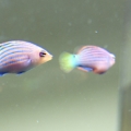 Pregnant Six Line Wrasse