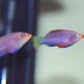 Pregnant Six Line Wrasse