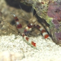 Coral Banded Shrimp looking for Wrasse eggs