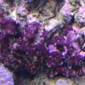 coralline and  ??