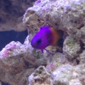 Royal Gramma Basslet