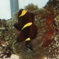 New Entacmaea Quadricolor Anemone