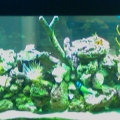 kedron's tank pics