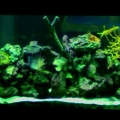 kedron's tank pics