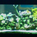 kedron's tank pics