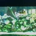 kedron's tank pics
