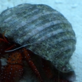 Hermit crab