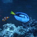 finding nemo
