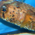 Porcupine Puffer