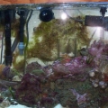 my aquarium