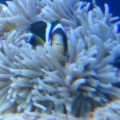 Clarkii & Seabe