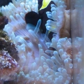marlin2