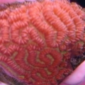 brain coral