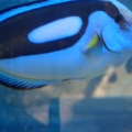Blue tang or Dory for short