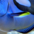 Blue tang or Dory for short
