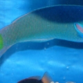 Lunare (or moon) wrasse