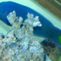 Lunare (or moon) wrasse