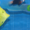 Some of my fish