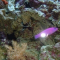 DSCF0007