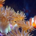 anenome